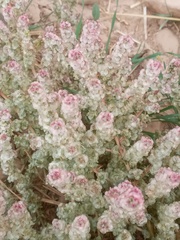 Halogeton