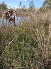 Bolboschoenus glaucus