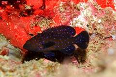 Cephalopholis taeniops