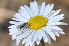 Empis pennipes