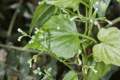 Valeriana scandens