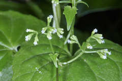 Valeriana scandens