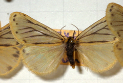 Setina