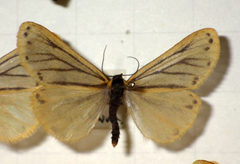 Setina