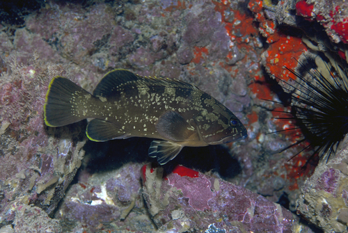 Dusky grouper