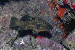 Dusky grouper