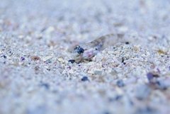 Gobius tetrophthalmus
