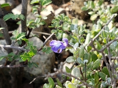 Salvia thymoides