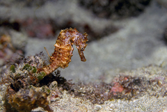 Hippocampus algiricus