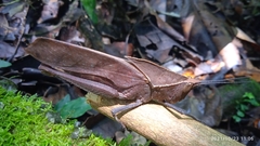 Colpolopha latipennis