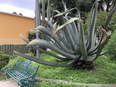Agave mapisaga