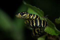 Boiga dendrophila gemmicincta