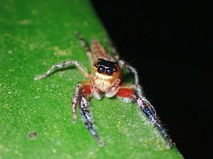 Maripanthus draconis