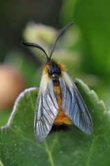 Pryeria sinica