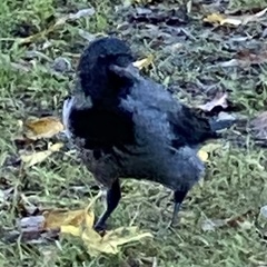 Corvus cornix