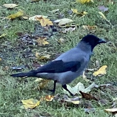 Corvus cornix