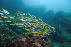 Parapristipoma humile