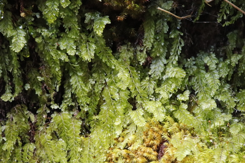 Image of Hymenophyllum capense by (c) Tony Rebelo, some rights reserved (CC BY-SA)
