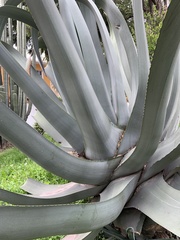 Agave mapisaga