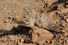 Caprimulgus aegyptius