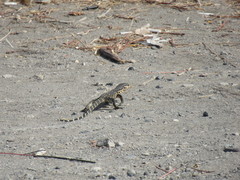 Varanus salvator bivittatus