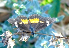 Chlosyne lacinia crocale