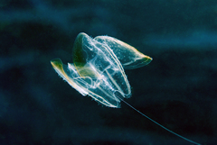 Leucothea multicornis