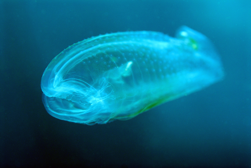 photo of Twin-sailed Salp (Thetys vagina)