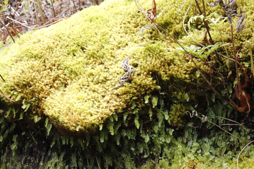 Image of Hymenophyllum capense by (c) Tony Rebelo, some rights reserved (CC BY-SA)