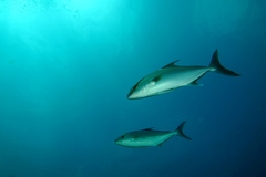 Seriola rivoliana