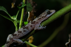 Cyrtodactylus jellesmae