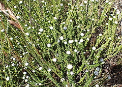 Phylica debilis debilis