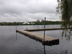 Alopochen aegyptiaca