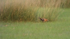 Francolinus francolinus