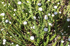 Phylica debilis debilis