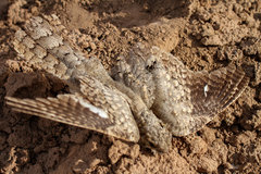 Caprimulgus aegyptius