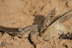 Caprimulgus aegyptius