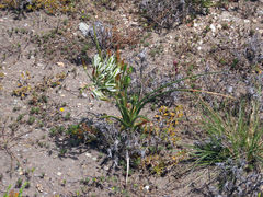 Albuca longifolia