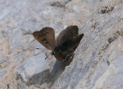 Lycaena standfussi