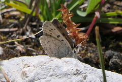Lycaena standfussi
