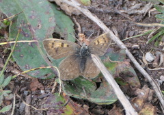 Lycaena standfussi