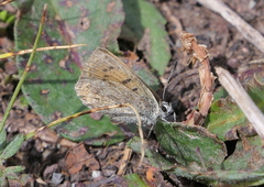 Lycaena standfussi