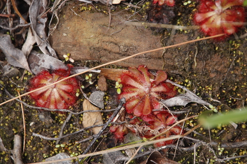 Australian sundew (Drosera aliciae)