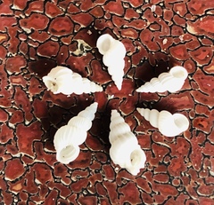 Epitonium multistriatum