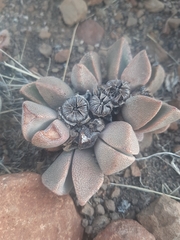 Pleiospilos compactus