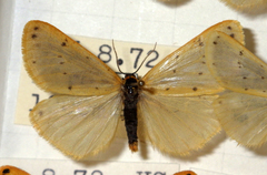 Setina irrorella