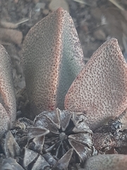 Pleiospilos compactus