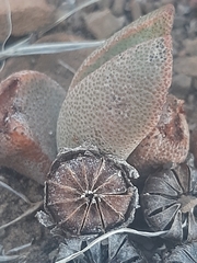 Pleiospilos compactus