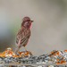 Red-mantled Rosefinch - Photo (c) Imran Shah, some rights reserved (CC BY-SA)
