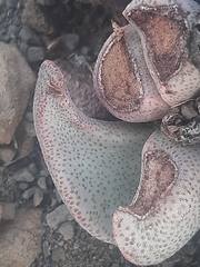 Pleiospilos compactus